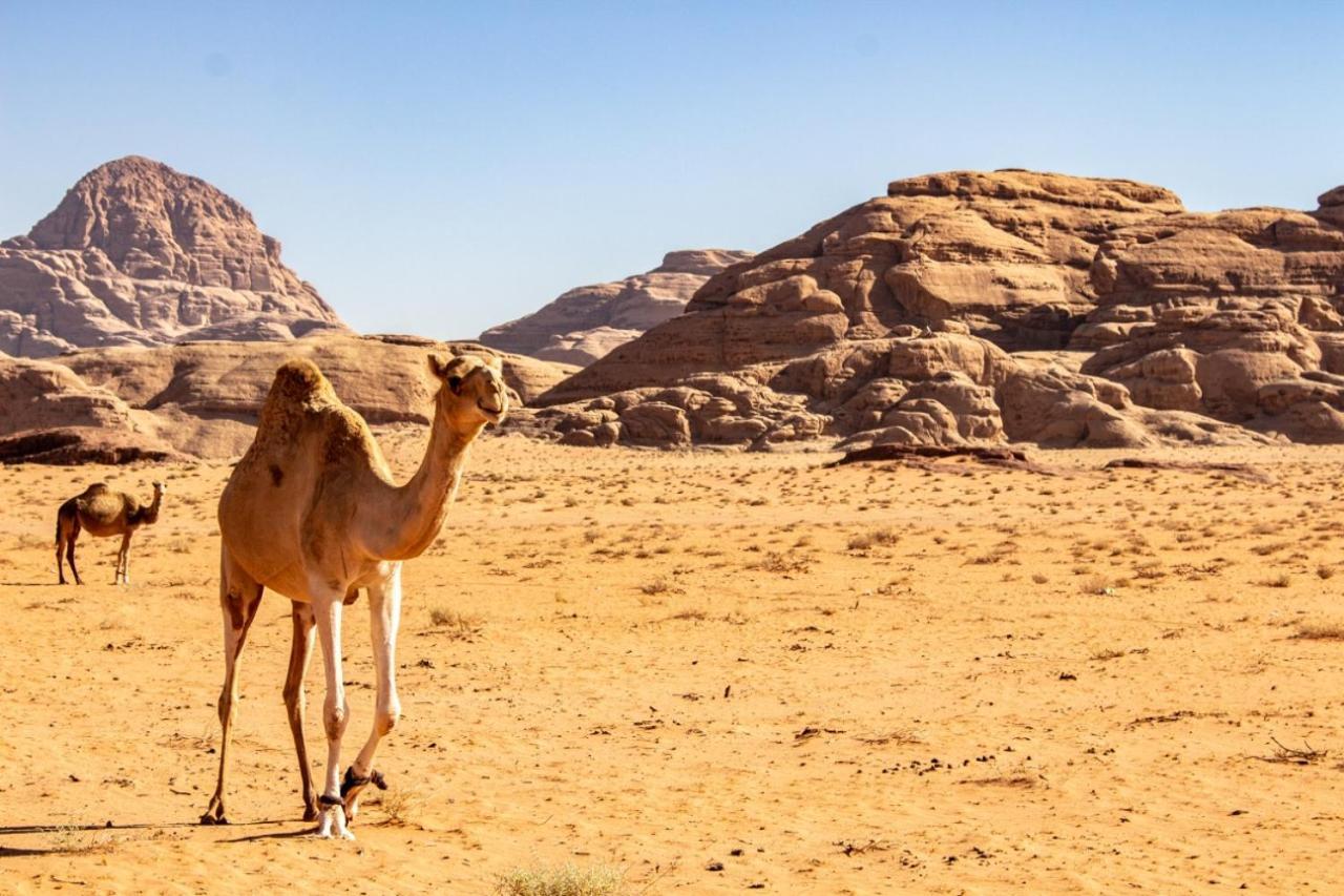 Hotel Quite Bedouin Life Wadi Rum Exterior foto